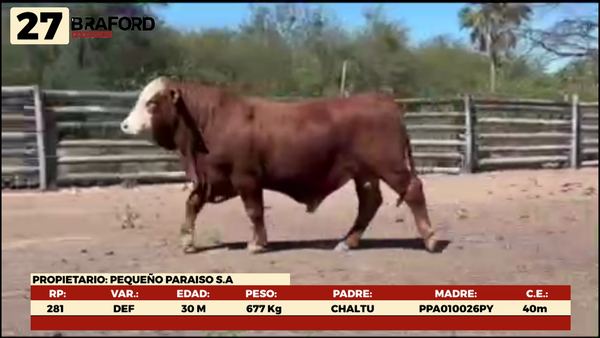 Lote LOTE 27 MACHOS DE CAMPO