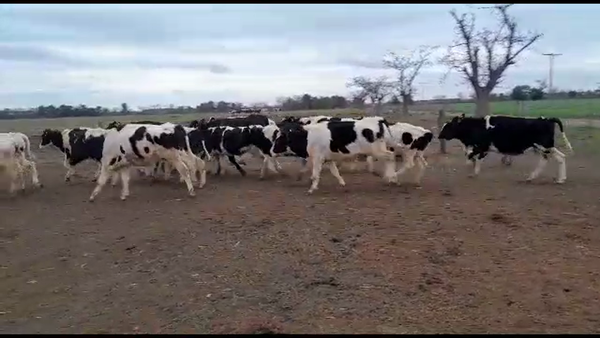 Lote 35 Terneros Holando Argentino en Susana, Santa Fe
