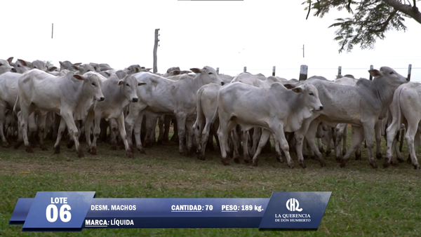 Lote Lote 6