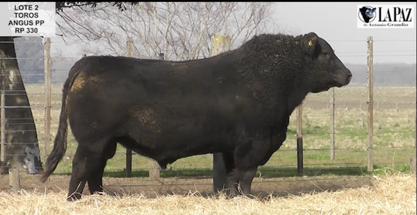 Lote TOROS PUROS DE PEDIGRE