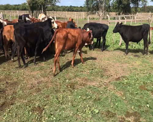 Lote 63 Novillitos en Mojones N., Entre Ríos