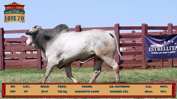 Lote LOTE 70