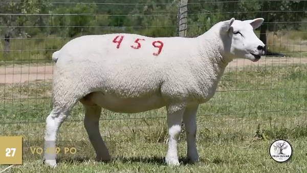 Lote Borregas, Canelones