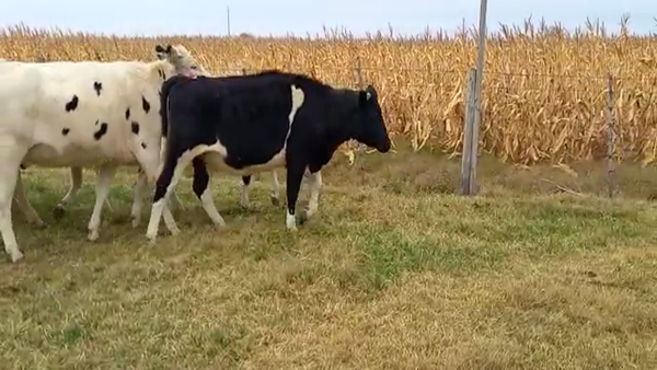 Lote Sergio Rivarosa - Vaquillonas para entorar