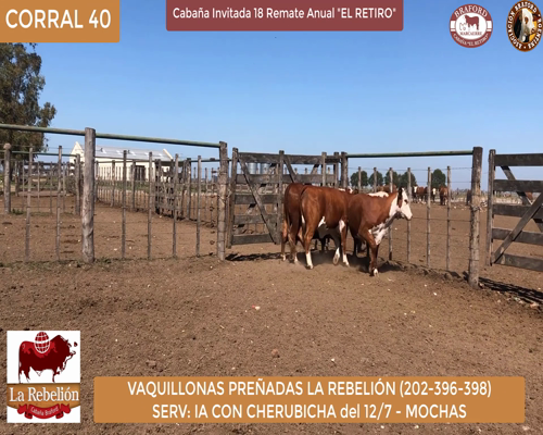 Lote vaquillonas Preñadas La Rebelion