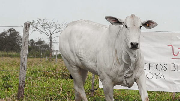 Lote LOTE 68