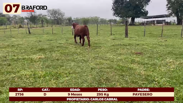 Lote LOTE 7 - TERNERAS DE CORRAL