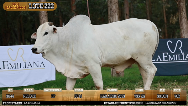 Lote LOTE 222 - VIVO