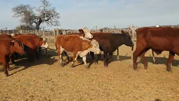 Lote 40 Novillos Brangus y Braford en Las Varillas, Córdoba