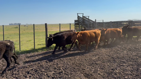 Lote 80 Novillitos en Azul
