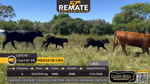 Lote 6 Piezas de cría en San Pedro, Colonia