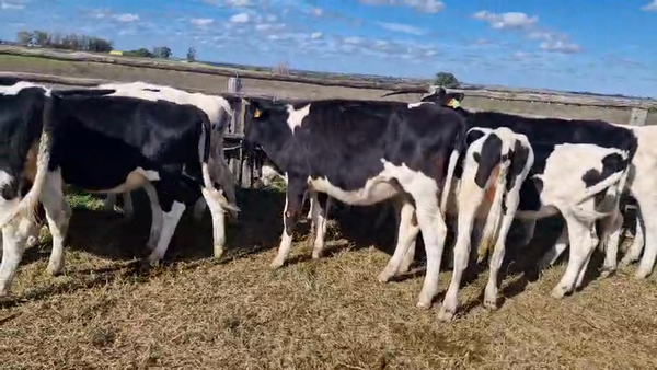 Lote 14 Terneras, San José