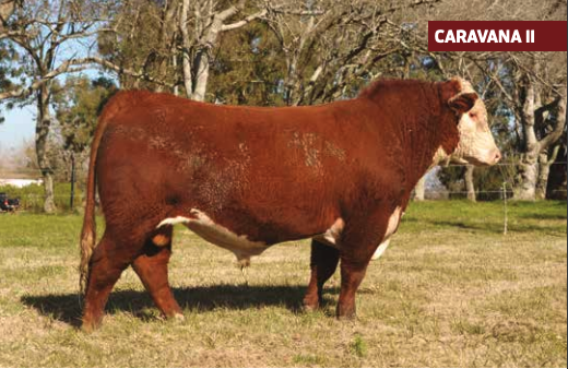 Lote CHAÑAR HOMETOWN 7 3682