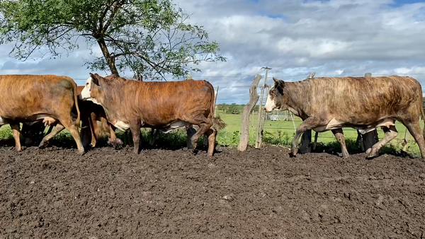 Lote 47 Vacas de invernar