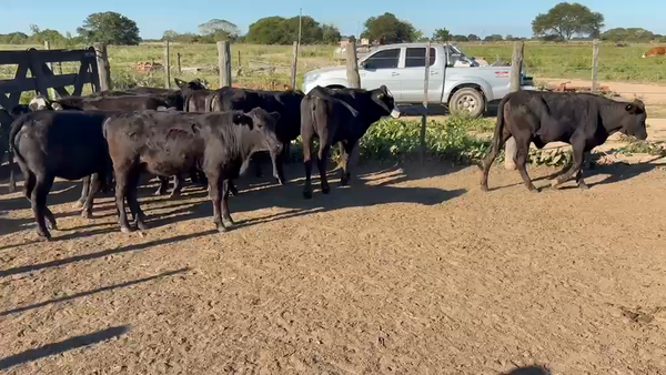 Lote 100 Terneras en Chaco, Gral. San Martín