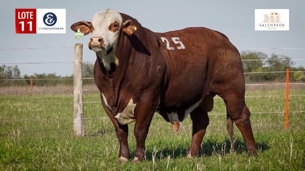 Lote LOTE 11 - TORO BRAFORD NO. 25