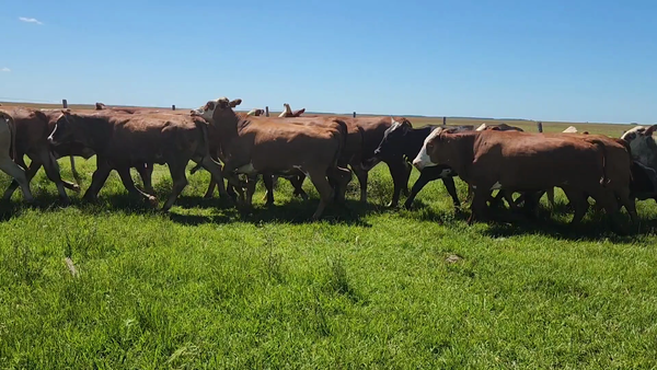 Lote 40 Novillos en Concepción, Corrientes