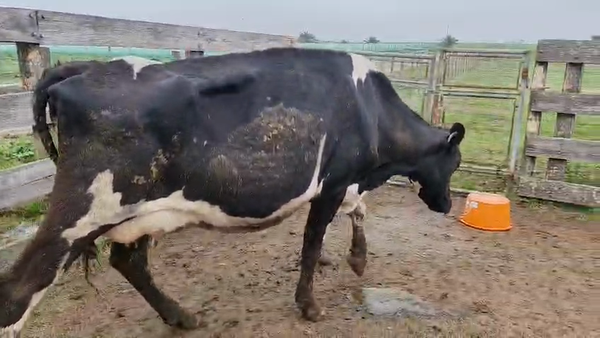 Lote Vaca 500kg - , San José