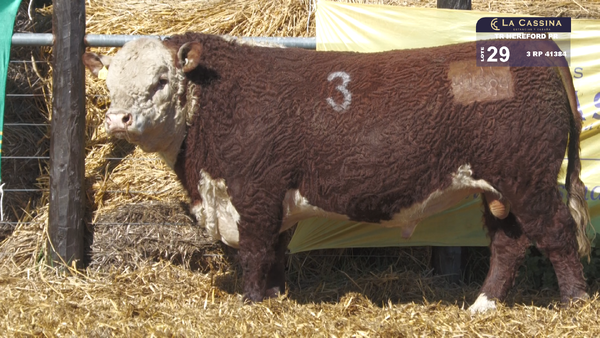 3 41384 — TOROS HEREFORD PURO REGISTRADOS