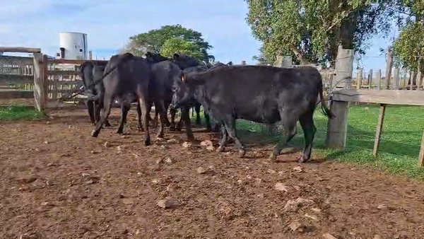 Lote VACAS PREÑADAS