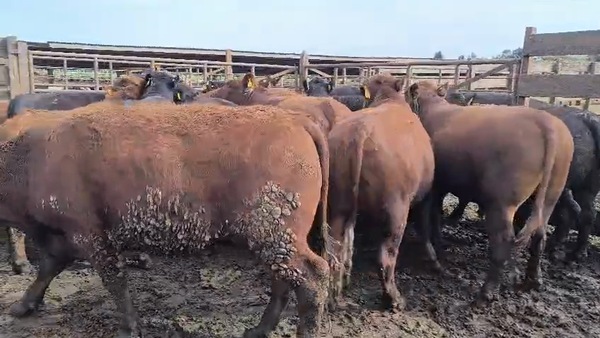  20 Novillo Gordo en Los Ángeles, VIII Región Biobío