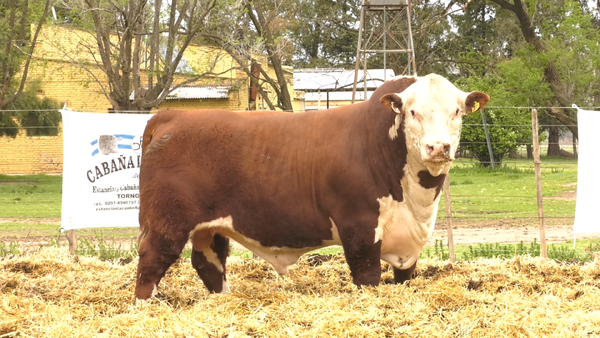Lote MACHOS POLLED HEREFORD  PUROS DE PEDIGREE