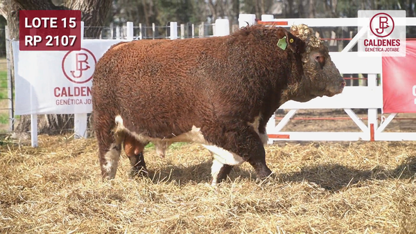 Lote Toro PR