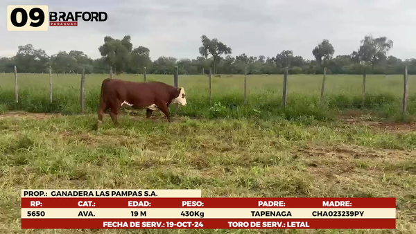 Lote LOTE 9