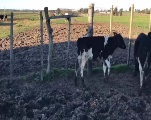 Lote 7 Terneras Holando 130kg -  en Pavón