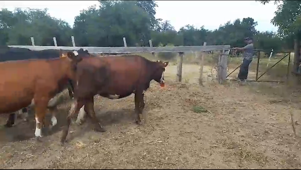 Lote 8 Vaquillonas  Hereford Cruza en Polimero