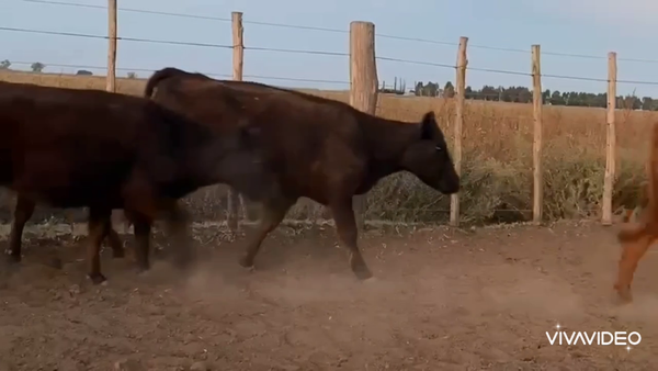 Lote 66 Terneras en Gral. Belgrano, Buenos Aires