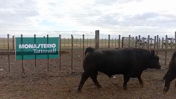Lote Toros