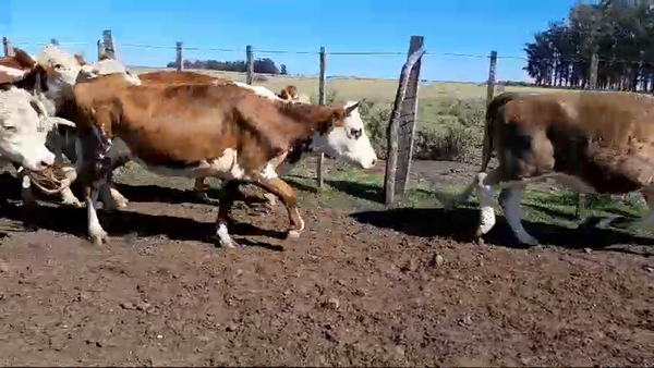 Lote 10 Vacas de Invernada 8 HE,  1 NO,  1 CH 440kg -  en TERMAS ARAPEY. 10 KM AL ESTE DE RUTA 3