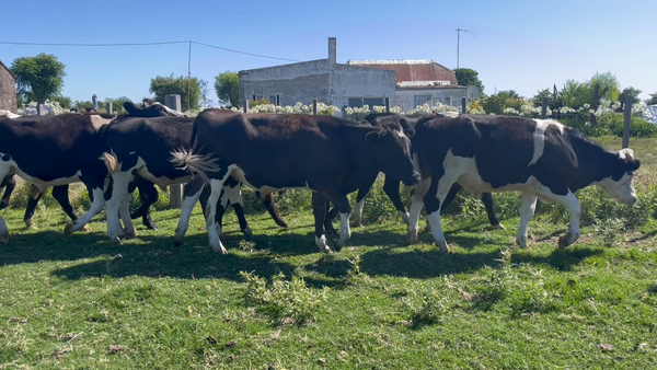 Lote NOVILLOS 1 a 2 AÑOS
