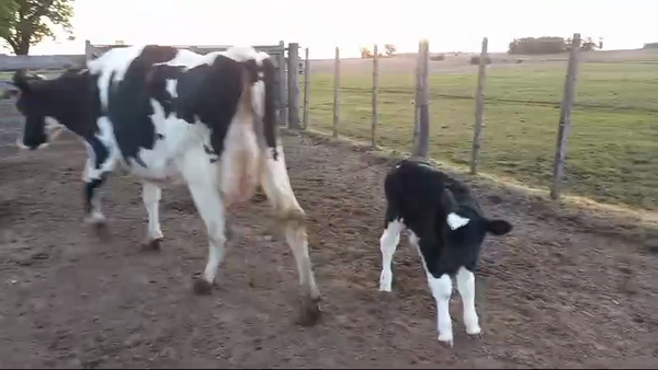 Lote 2 Piezas de cría Holando en Carreton