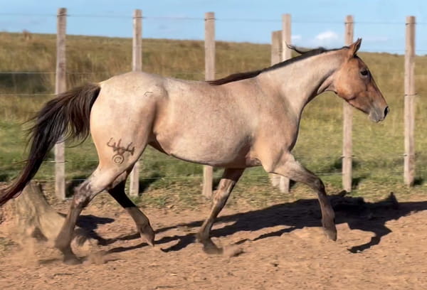 Lote MANSA DEL CEIBAL