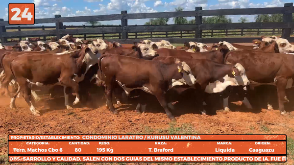 Lote LOTE 24