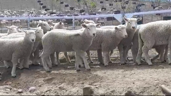 Lote (Vendido)20 Corderos HIGHLANDER 28kg -  en BARKER
