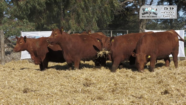 Lote VAQUILLONAS  PC  PARICION PRIMAVERA