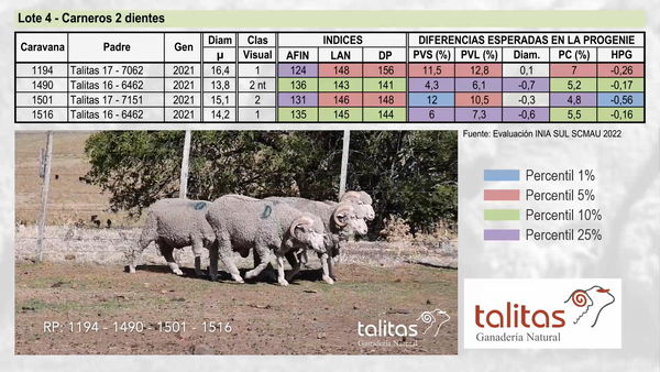 Lote Lote 4 - TALITAS