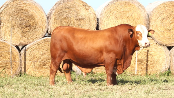 Lote LOTE 68