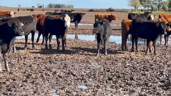 Lote 110 Terneros/as