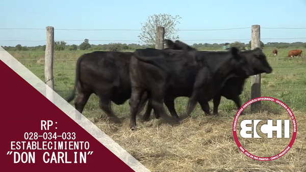 Lote VAQUILLAS PREÑADAS BRANGUS CABAÑA DON CARLIN