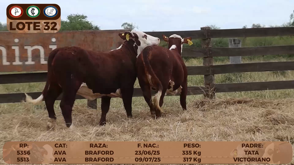 Lote LOTE 32