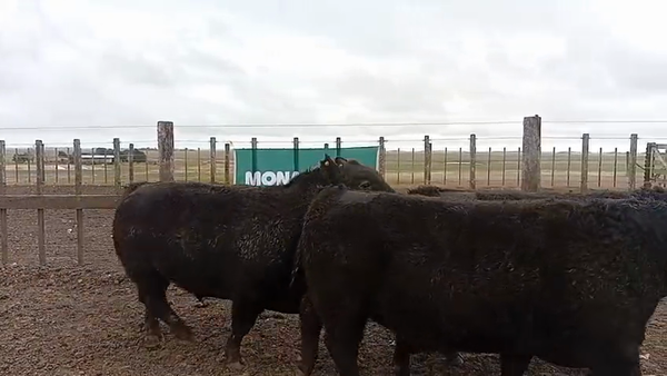 Lote Toros