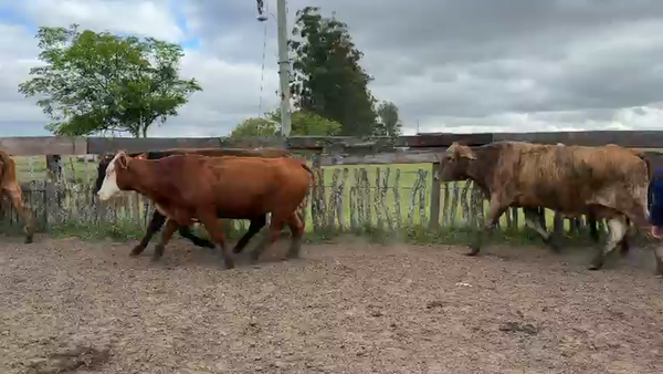 Lote 50 Vacas de invernar