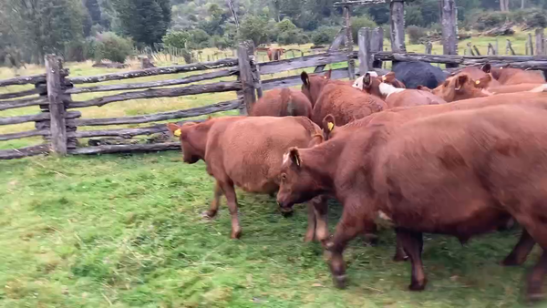 Lote 45 Novillo Engorda en Chile Chico, XI Región Aysén