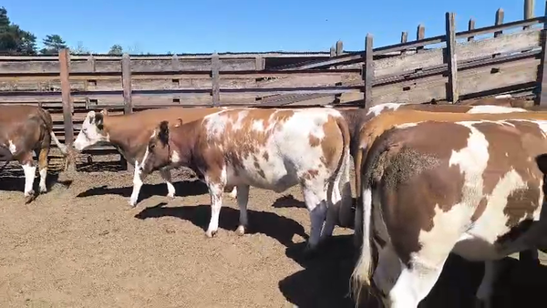 Lote 20 Vaquilla Gorda en Los Ángeles, VIII Región Biobío