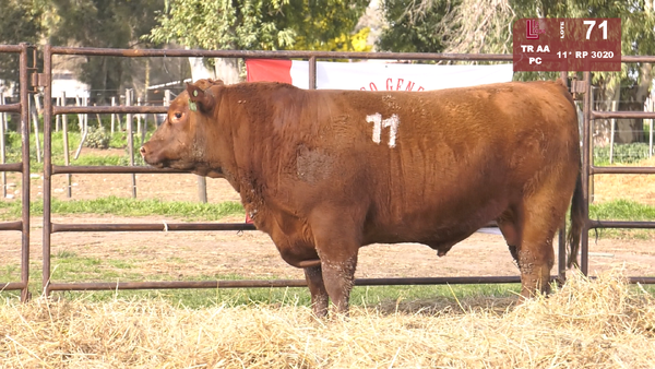 Lote TOROS ANGUS COLORADOS  PC