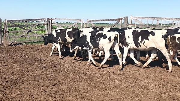 Lote 20 Terneros Holando Argentino en Constanza, Santa Fe